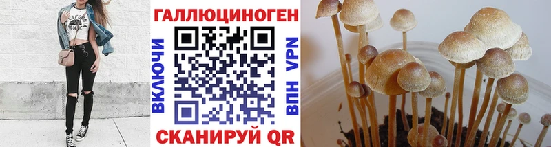 закладки  Светлогорск  Псилоцибиновые грибы Psilocybe 